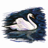 The Swan Pond